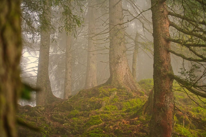 Forest Enclave